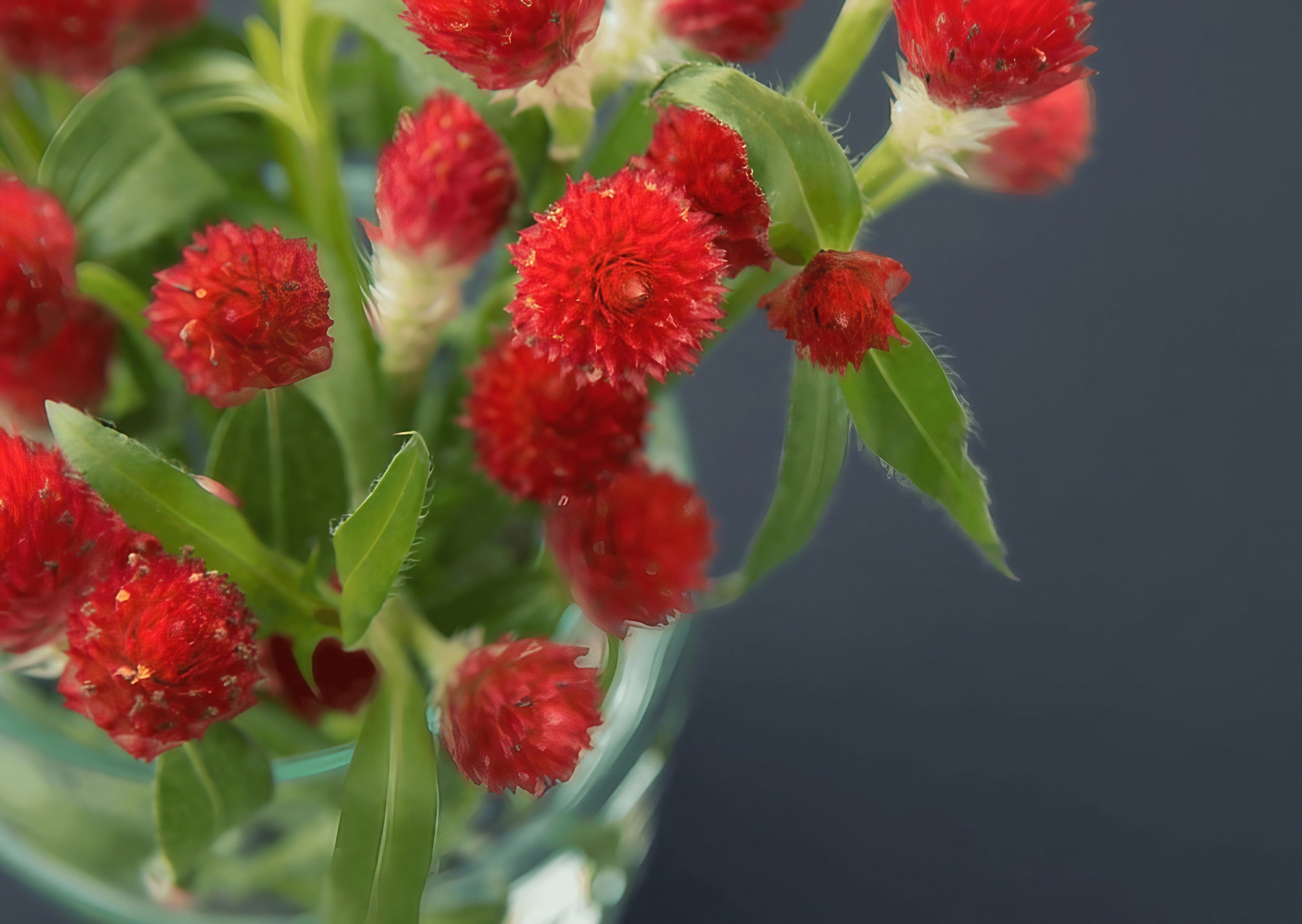 Gomphrena Strawberry Fields bouquet in a transparent vase set against a dark surface