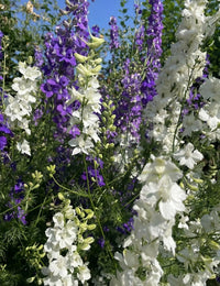 Close-up of tall white and purple Larkspur Giant Imperial Mix flowers blooming in a lush garden with green stems and leaves, set against a bright blue sky—perfect from Bishy Barnabees Cottage Garden seeds or as wedding confetti.