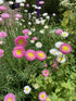 Pink and white Strawflower Acroclinium Grandiflorum blooms in a natural garden environment