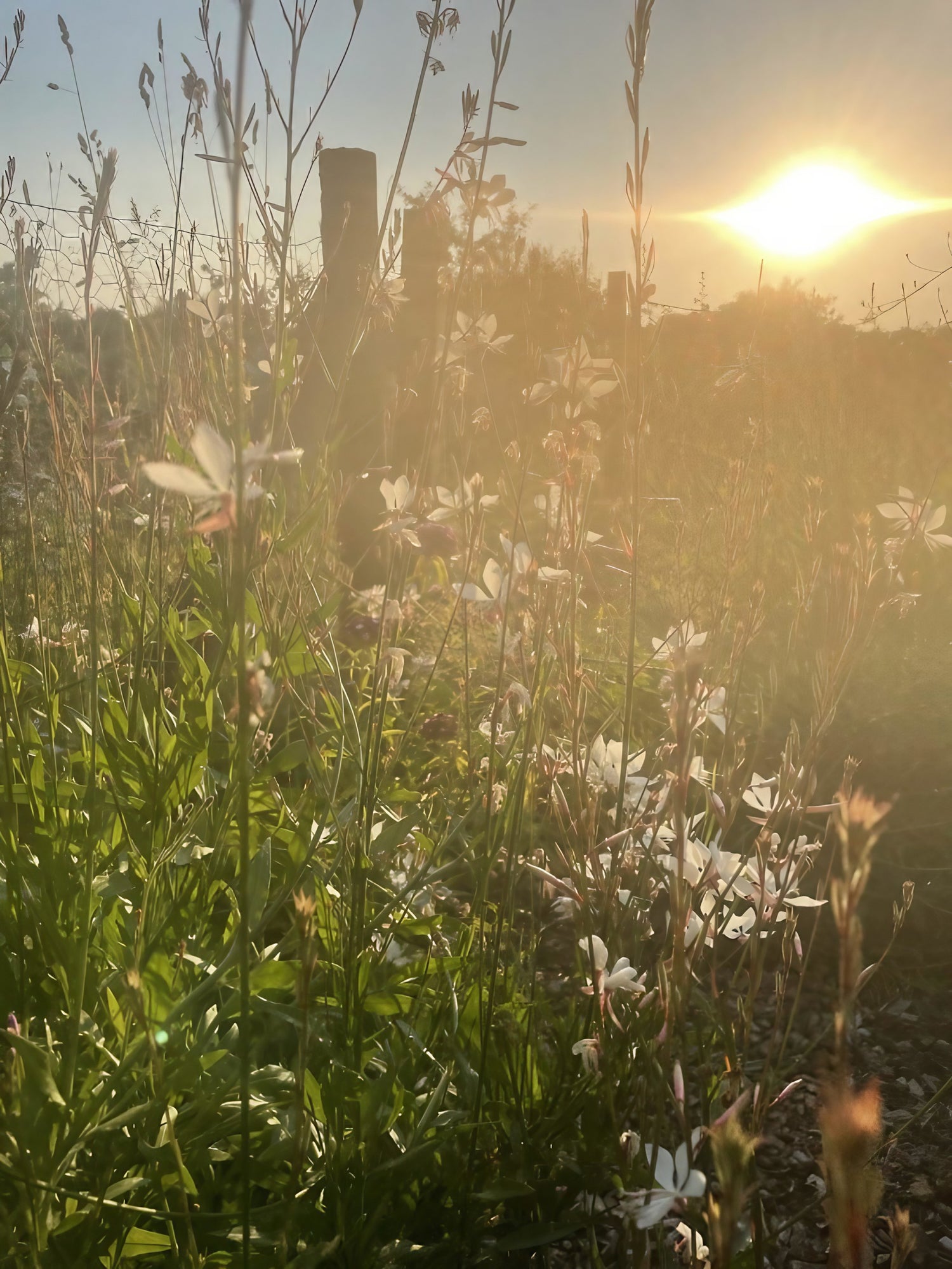 Twilight casting a warm glow on a field of Gaura lindheimeri &