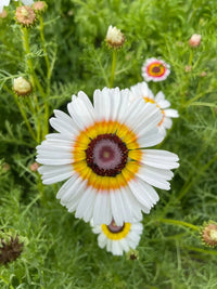 A close-up of Chrysanthemum Painted Daisies by Bishy Barnabees Cottage Garden Ltd shows a white flower with yellow and red rings at its center, set among green foliage and budding chrysanthemums in the background.