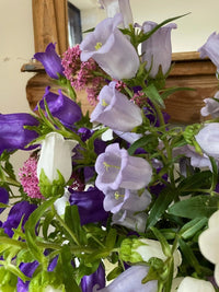 A close-up of Canterbury Bells Crown Single Mixed by Bishy Barnabees Cottage Garden Ltd shows light purple, white, and deep purple blooms with green leaves near wood—a charming cottage garden flower display.