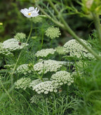 Clusters of small white wildflowers with lacy petals and lush green foliage evoke cottage garden charm in Bishy Barnabees Cottage Garden’s The Timeless Collection, featuring a larger white bloom for a classic, natural meadow look.