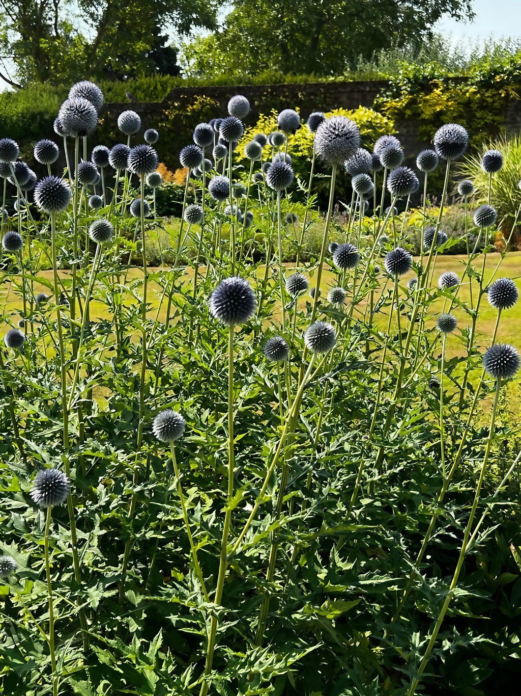 Echinops ritro Metallic Blue by Bishy Barnabees Cottage Garden features tall, silvery-blue globes on slender stems—bee-friendly flowers perfect for adding vibrant color to lush borders and garden beds.