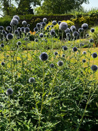 Echinops ritro Metallic Blue by Bishy Barnabees Cottage Garden features tall, silvery-blue globes on slender stems—bee-friendly flowers perfect for adding vibrant color to lush borders and garden beds.