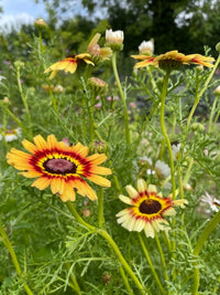 Chrysanthemum Painted Daisies by Bishy Barnabees Cottage Garden Ltd feature yellow and red ringed blooms among lush green foliage, set in a garden with a backdrop of blurred flowers and greenery under a partly cloudy sky.