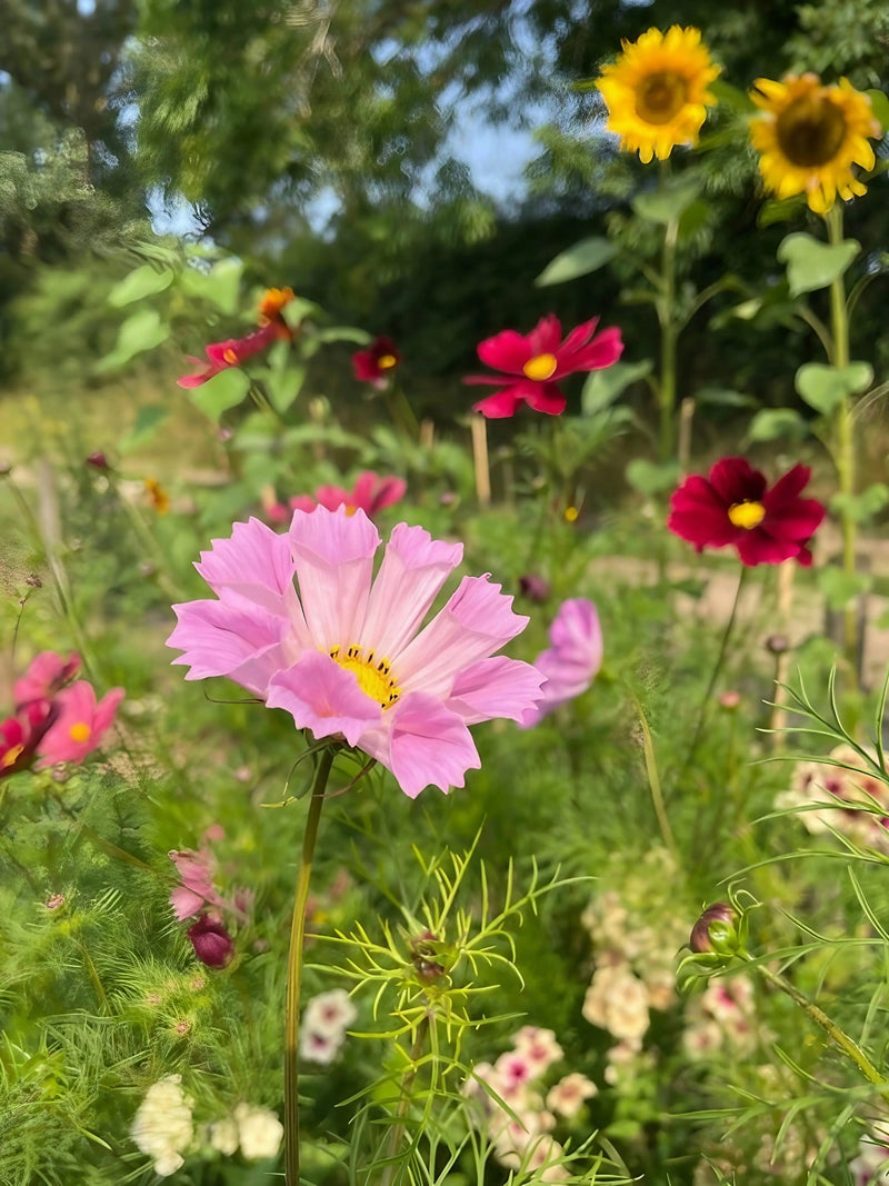 Cosmos 'Seashells' seeds — fluted tubular petals in pink and white