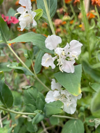 Close-up of delicate white wildflowers with ruffled petals and green leaves, set against blurred orange and pink blooms—grown from Clarkia Crown Double Mix seeds by Bishy Barnabees Cottage Garden Ltd, a hardy annual.