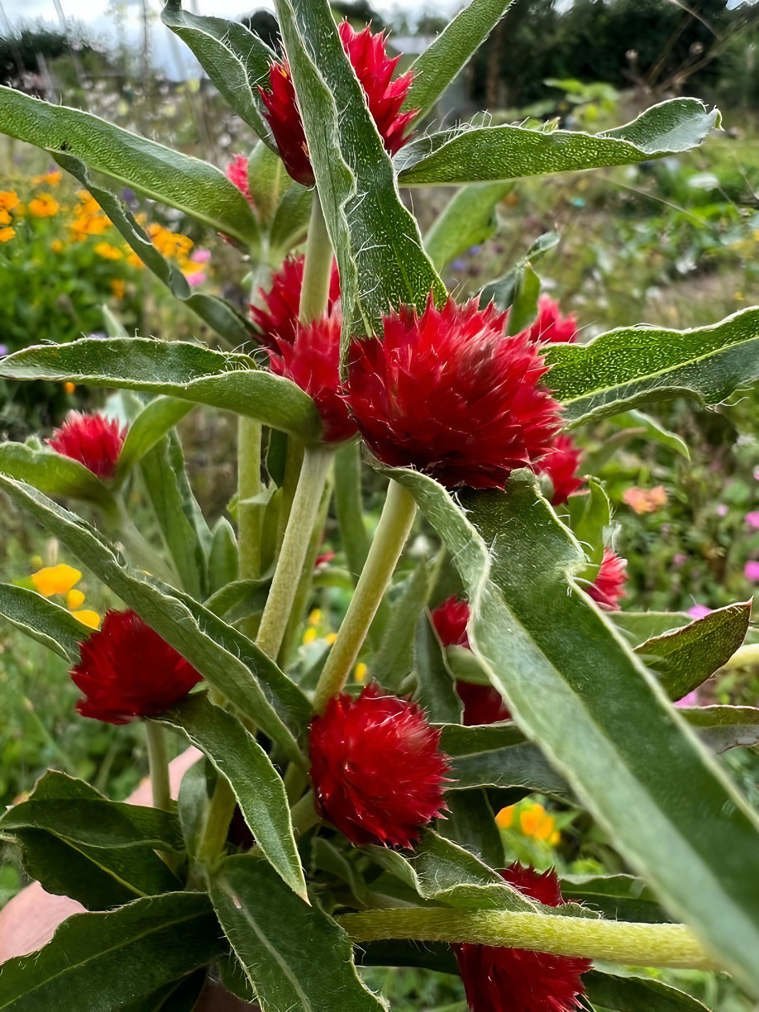 Hand presenting a single stem of Gomphrena Strawberry Fields with a spherical red flower