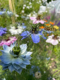 Nigella Miss Jekyll Mixed (Nigella damascena) – blue, pink and white flowers with feathery foliage