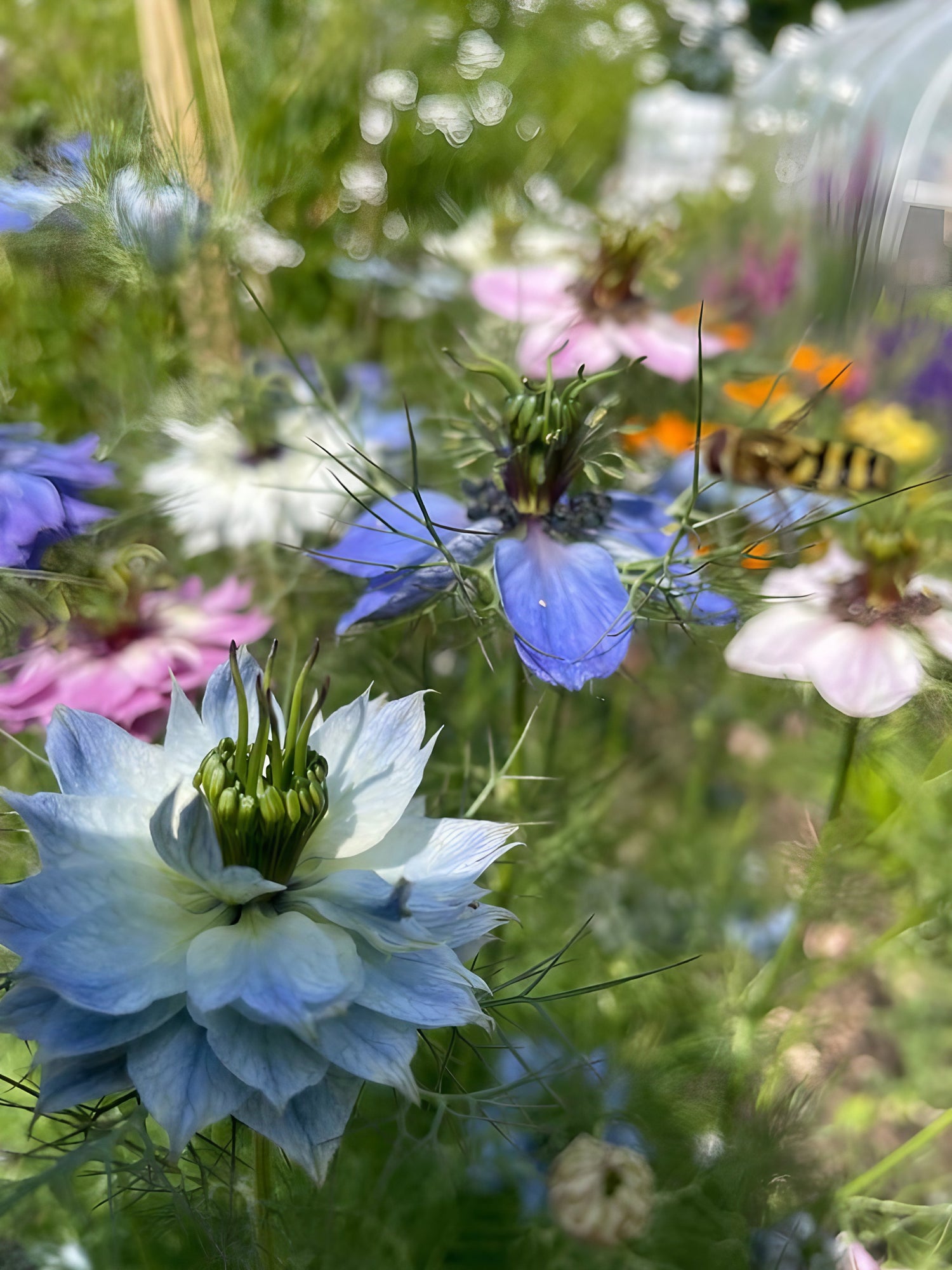 Garden view of Nigella damascena &