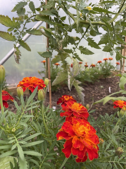 Vibrant French Marigold Red Cherry blossoms growing in a greenhouse