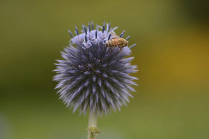 Detailed view of a bee on the bloom of Echinops ritro Veitch&