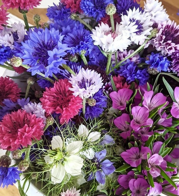 The Cornflower Polka Dot Mixed bouquet by Bishy Barnabees Cottage Garden Ltd features vibrant blue, purple, red, and white cornflowers, magenta Alstroemeria, delicate Nigella blooms, and lush green foliage.