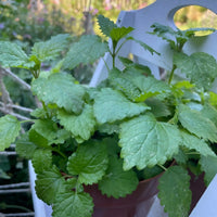 A lush Lemon Balm plant from Bishy Barnabees Cottage Garden sits on a white shelf outdoors—an ideal herbal tea ingredient and gentle honeybee magnet in the soft sunlight.