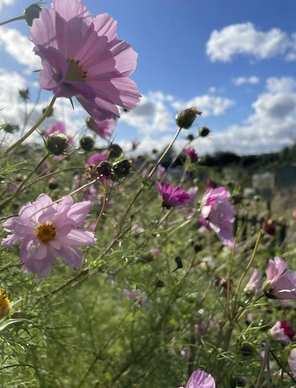 Cosmos Seashell flowers blooming under a clear blue sky