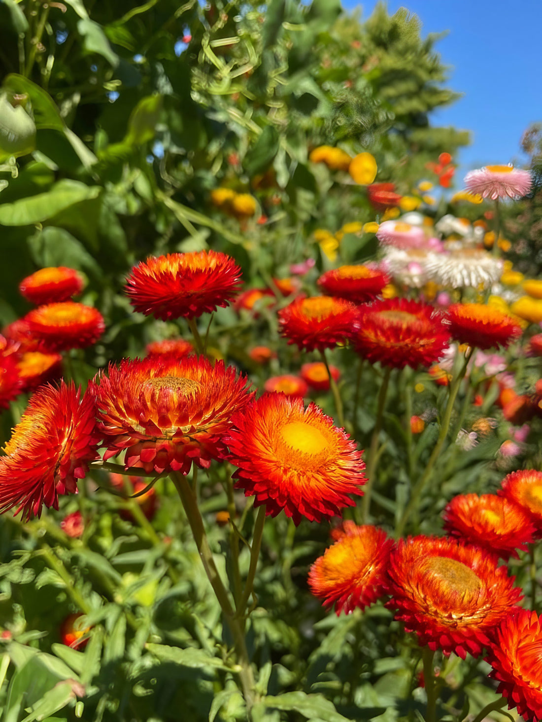 A patch of Strawflower Helichrysum Swiss Giant Mix featuring prominent red and yellow blooms