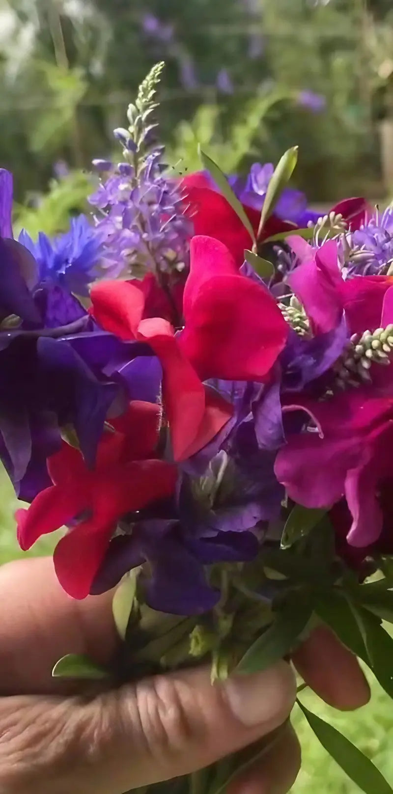 A hand holds The Sweet Pea Collection by Bishy Barnabees Cottage Garden, a bouquet of fresh, vibrant purple, red, and lavender blooms with green leaves, set against a softly blurred outdoor backdrop.