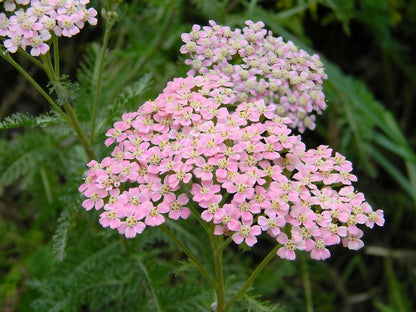 Close-up view of Achillea Millefolium Pastel Mixed with delicate pink blossoms amid greenery