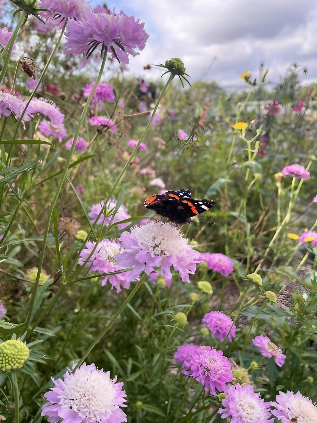 Red admiral butterfly perched on a Scabious Imperial Mix bloom