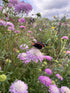 Red admiral butterfly perched on a Scabious Imperial Mix bloom