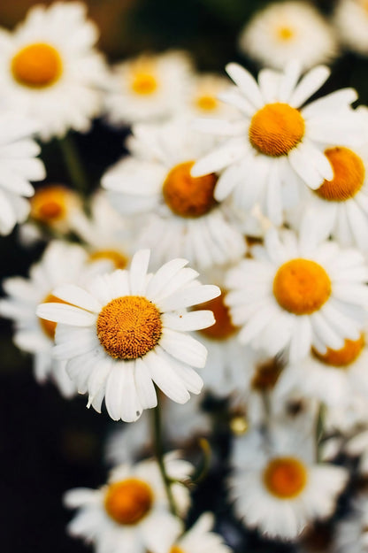 Chamomile flowers with white petals and yellow centers in a natural setting