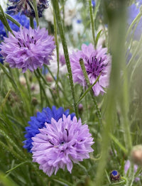Close-up of Cornflower Mauve Boy by Bishy Barnabees Cottage Garden Ltd, showcasing blooming purple and blue flowers among green stems and leaves in soft focus for a vibrant, lush meadow scene.