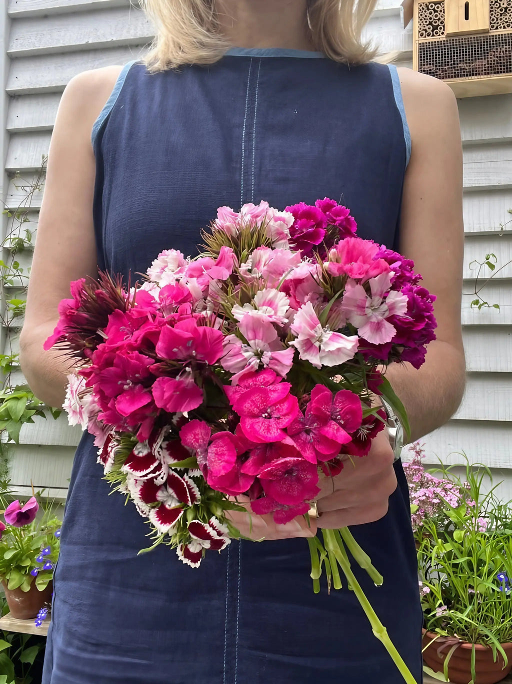 A person in a sleeveless blue dress holds a bouquet of Sweet William Auricula Eyed Mixed by Bishy Barnabees Cottage Garden, featuring pink, magenta, and white blooms with a gray wall and lush garden backdrop.