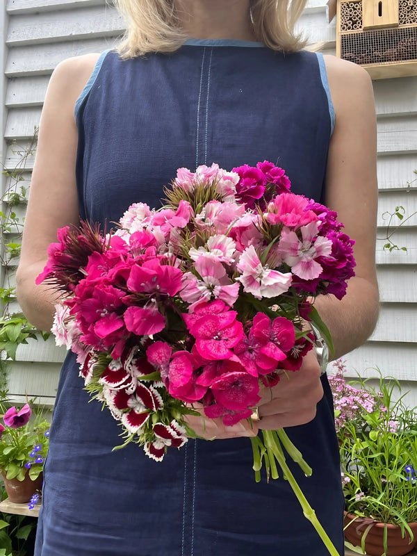 A person in a sleeveless blue dress holds a bouquet of Sweet William Auricula Eyed Mixed by Bishy Barnabees Cottage Garden, featuring pink, magenta, and white blooms with a gray wall and lush garden backdrop.