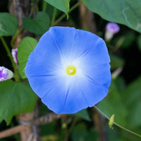 A vibrant Ipomoea Heavenly Blue bloom with a white and yellow center stands out among green leaves and purple buds—a stunning example of this fast-growing vine from Bishy Barnabees Cottage Garden.