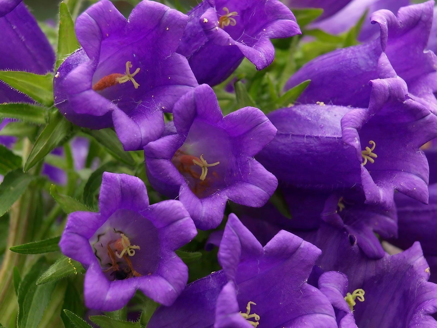 Close-up of Canterbury Bells with bees gathering nectar