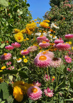 A vibrant garden features clusters of pink, white, and yellow Strawflower Helichrysum Swiss Giant Mix from Bishy Barnabees Cottage Garden in full bloom, surrounded by lush green foliage and everlasting color under a bright blue sky.