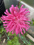 Single Aster Ostrich Plume flower showcasing its pink petals and green foliage