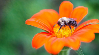 Close-up of a Tithonia Goldfinger flower with a bee pollinating