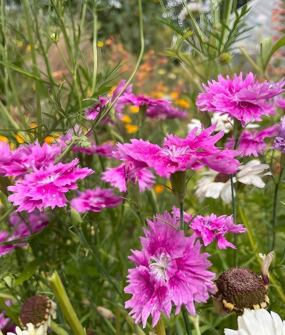 Expansive view of a garden filled with Dianthus Heddewegii Gaiety Single Mix in pink and white