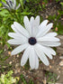 Close-up of African Daisy &