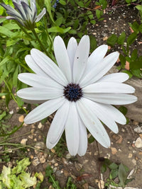 A close-up of an African Daisy, grown from Bishy Barnabees Cottage Garden's Osteospermum Sky and Ice seeds, displays white petals with a dark blue center amid green leaves and soil.