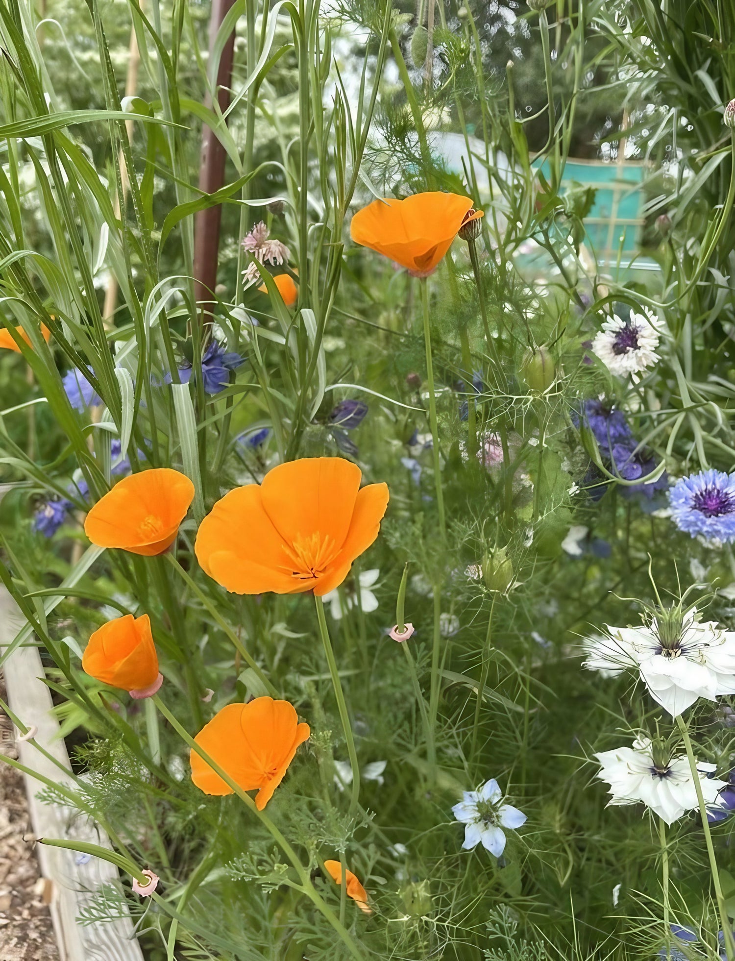 Vibrant garden showcasing Golden West California poppies with blue floral accents