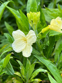A pale yellow flower with dew drops sits among creamy-white Wallflower Ivory White blooms from Bishy Barnabees Cottage Garden, with yellow buds and a partially open bloom against a lush leafy background.