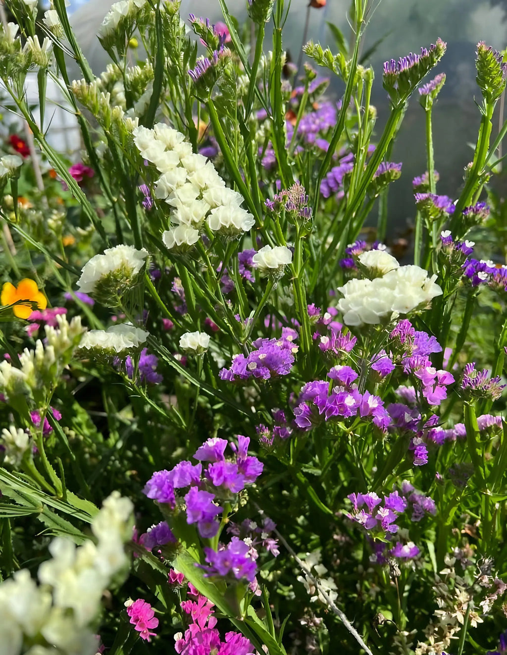 A close-up of vibrant Statice Hipster Mixed by Bishy Barnabees Cottage Garden, featuring everlasting flower clusters and delicate purple-and-white blooms among green stems, basking in bright outdoor sunlight.