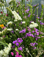 A close-up of vibrant Statice Hipster Mixed by Bishy Barnabees Cottage Garden, featuring everlasting flower clusters and delicate purple-and-white blooms among green stems, basking in bright outdoor sunlight.