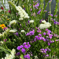 A close-up of vibrant Statice Hipster Mixed by Bishy Barnabees Cottage Garden, featuring everlasting flower clusters and delicate purple-and-white blooms among green stems, basking in bright outdoor sunlight.