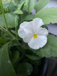 A close-up of a Viola Cornuta Large Flower Mix bloom by Bishy Barnabees Cottage Garden shows white petals with a yellow center and green foliage—ideal for edible flower enthusiasts or those growing from seed.