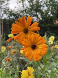 Two vibrant orange, vintage-toned blooms from Calendula Art Shades Mixed by Bishy Barnabees Cottage Garden Ltd stand out in sharp focus against a blurred garden backdrop of green foliage and yellow-orange flowers.