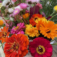 A vibrant mix of red, orange, yellow, pink, and white zinnias from Bishy Barnabees Cottage Garden’s Zinnia Giants of California—arranged outdoors—offers perfect inspiration for growing your own cutting patch flowers.