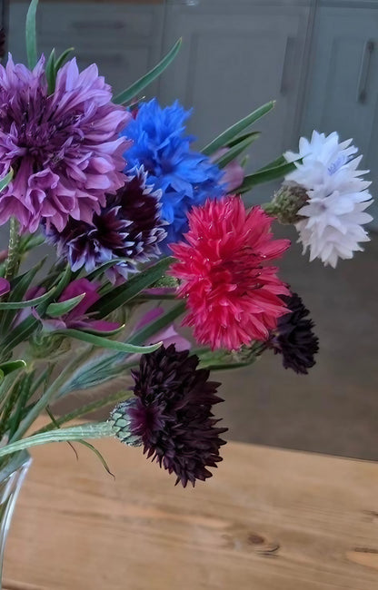 Arrangement of Cornflower Black Ball flowers with varied hues in a vase