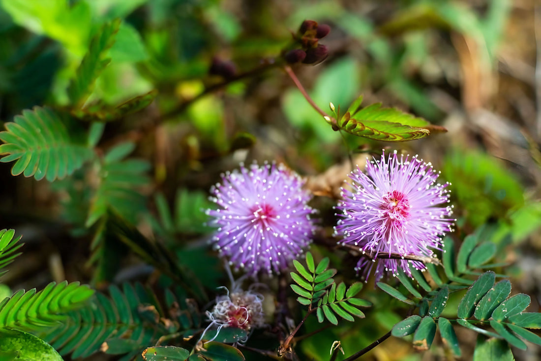 Pair of Mimosa Pudica purple flowers sprouting amidst the grass