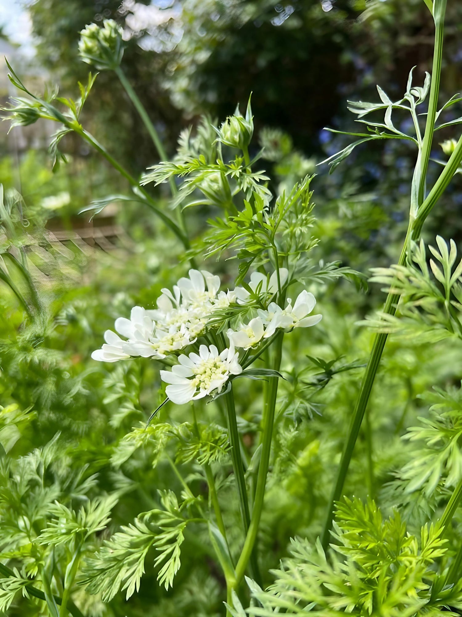 Detailed view of Orlaya Grandiflora&