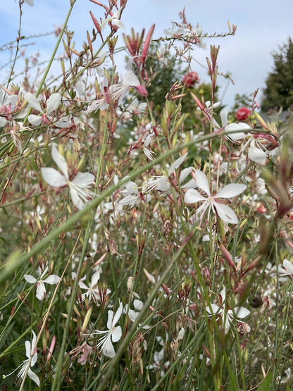 Gaura lindheimeri &