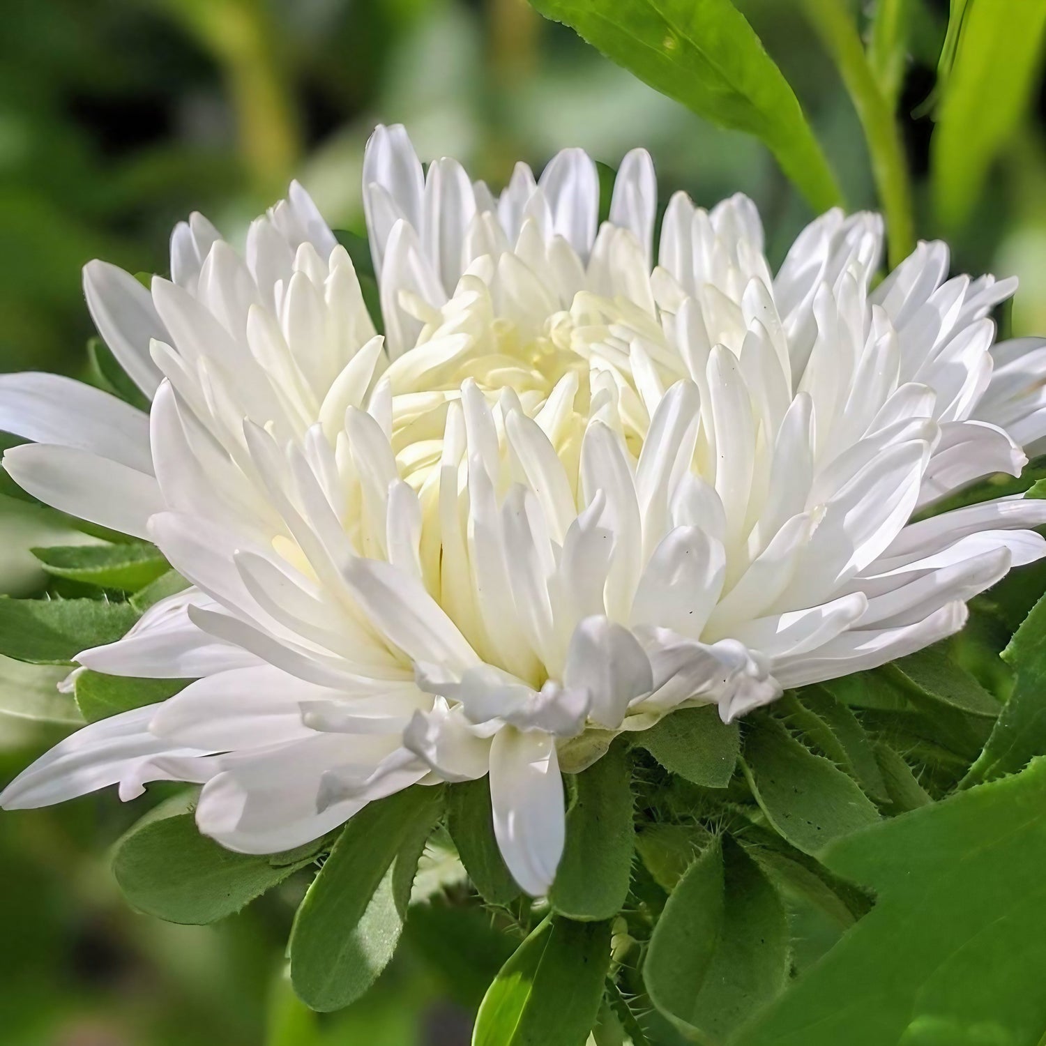 A white Aster Duchess flower blooming amidst green garden leaves